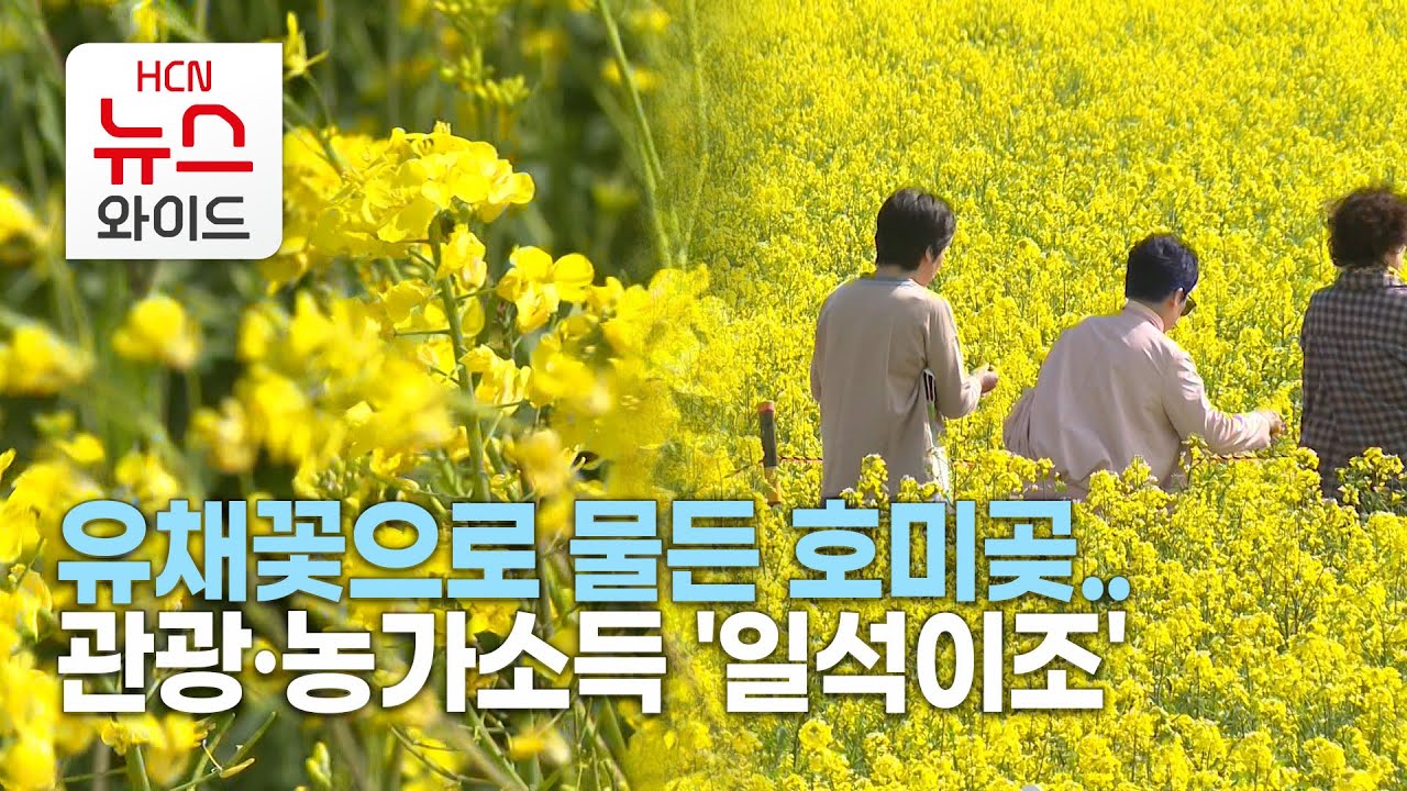 유채꽃으로 물든 호미곶..관광&middot;농가소득 '일석이조'/HCN경북방송