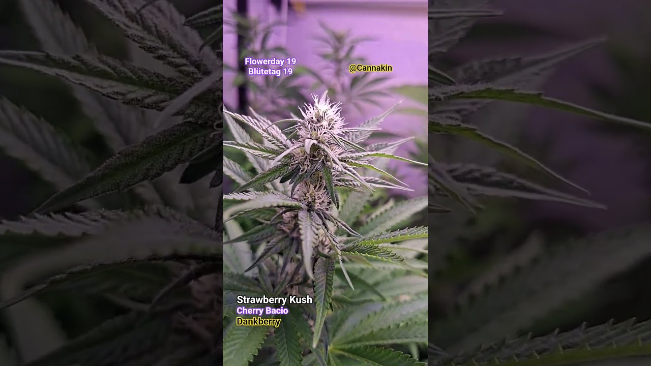 Flowerday 19 - Strawberry Kush, Dankberry, Cherry Bacio (LED, organic, indoor grow)