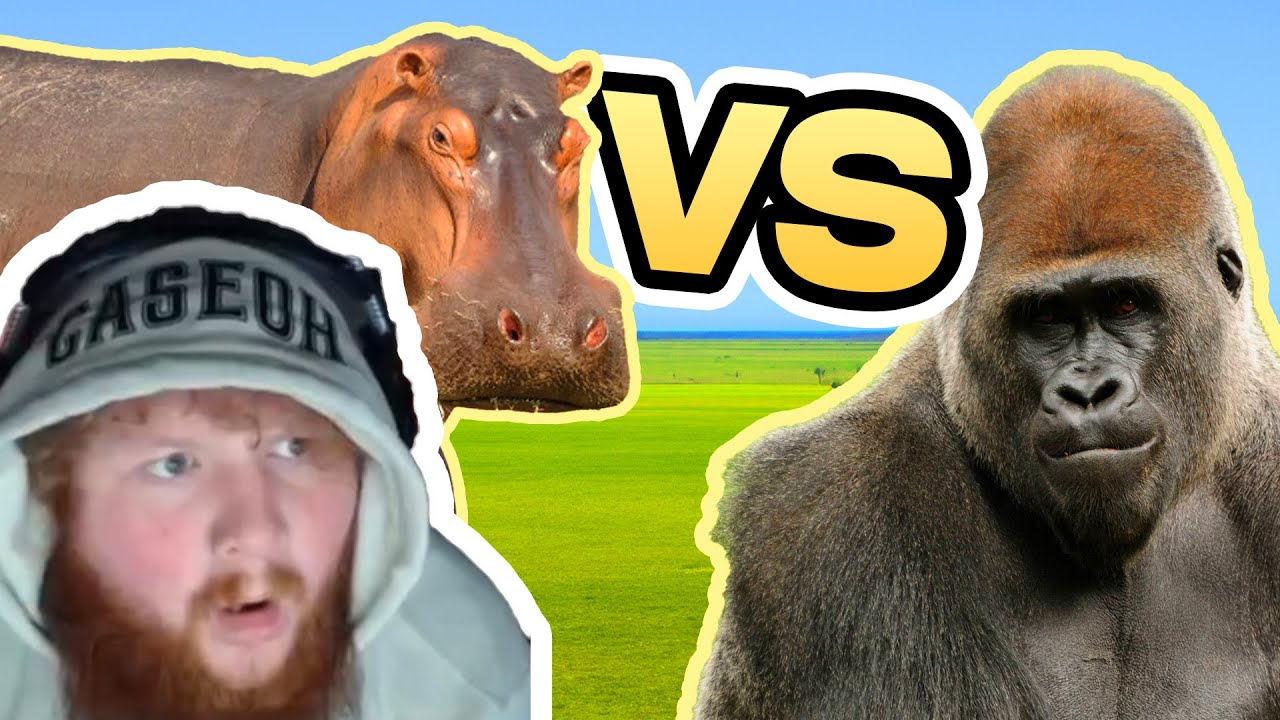 HIPPO VS GORILLA: WHO WINS?