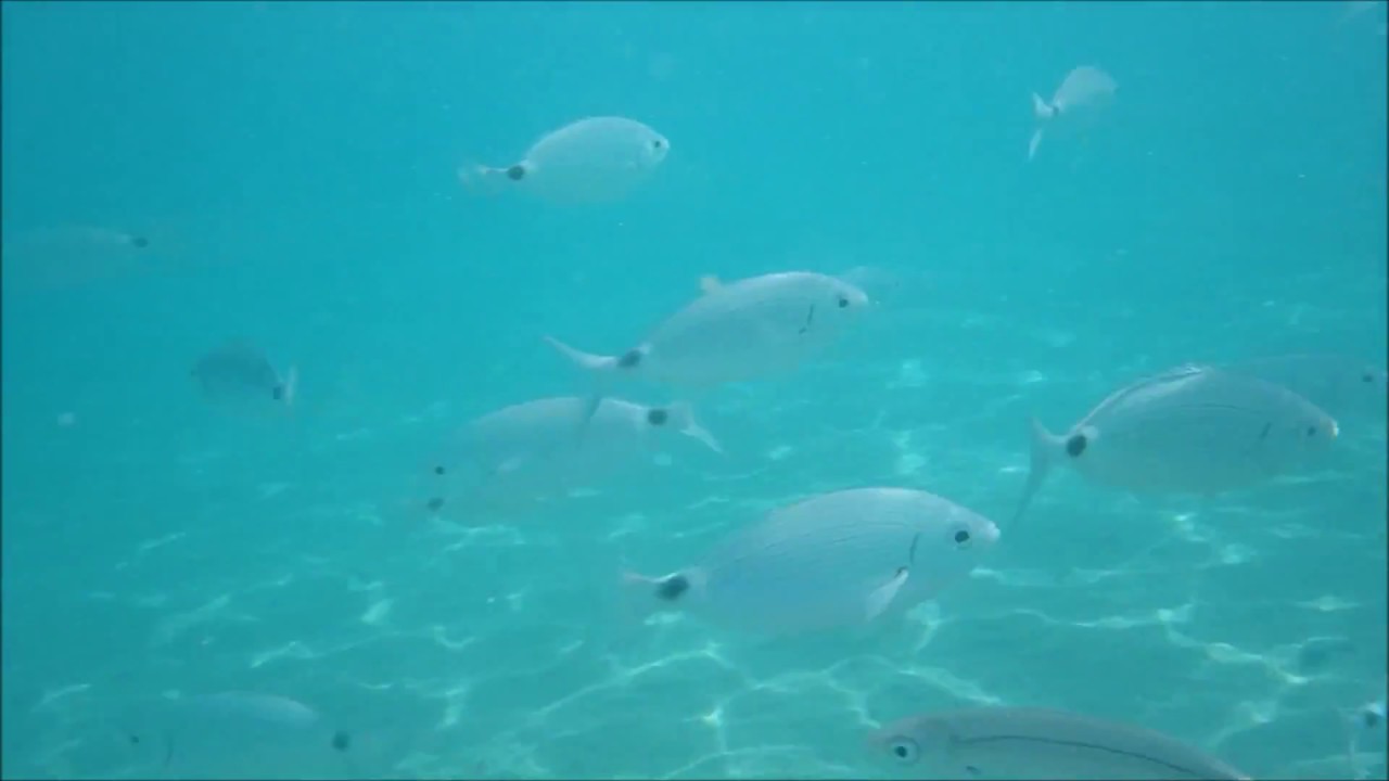 RODEADO DE PECES EN LA PLAYA DEL CAÑUELO. Nerja - Maro (Málaga)
