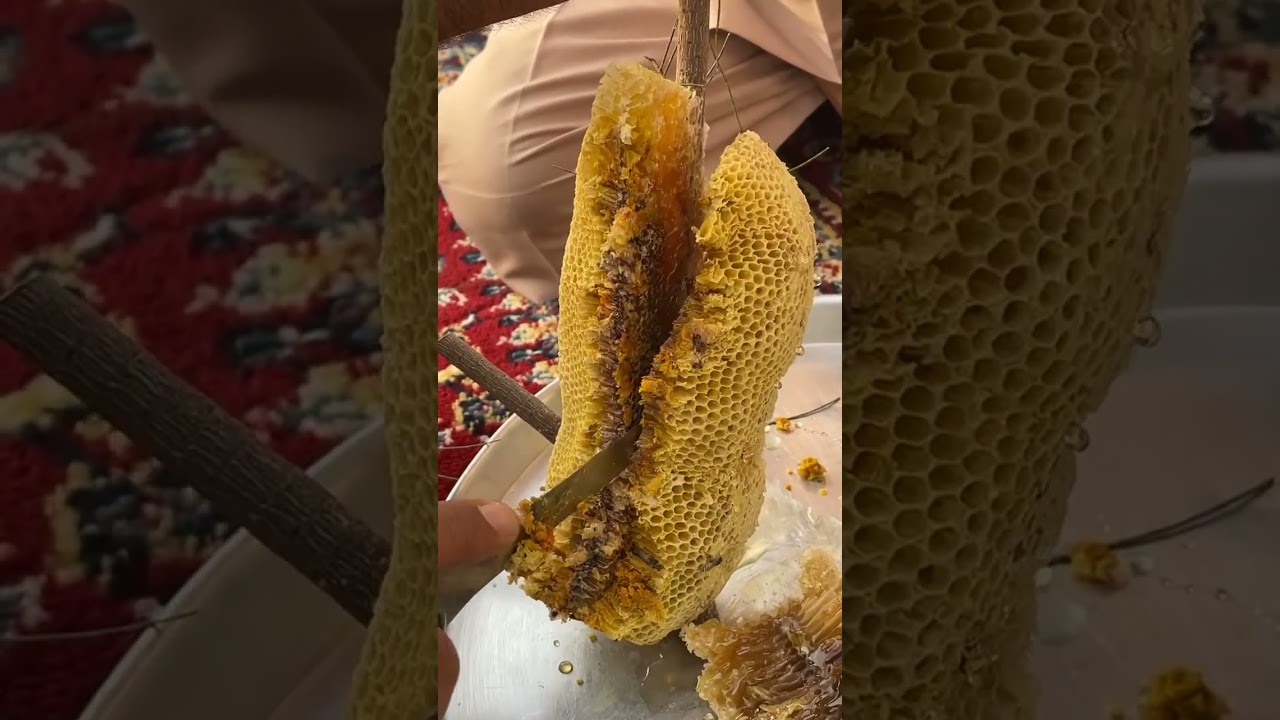 النحل البري