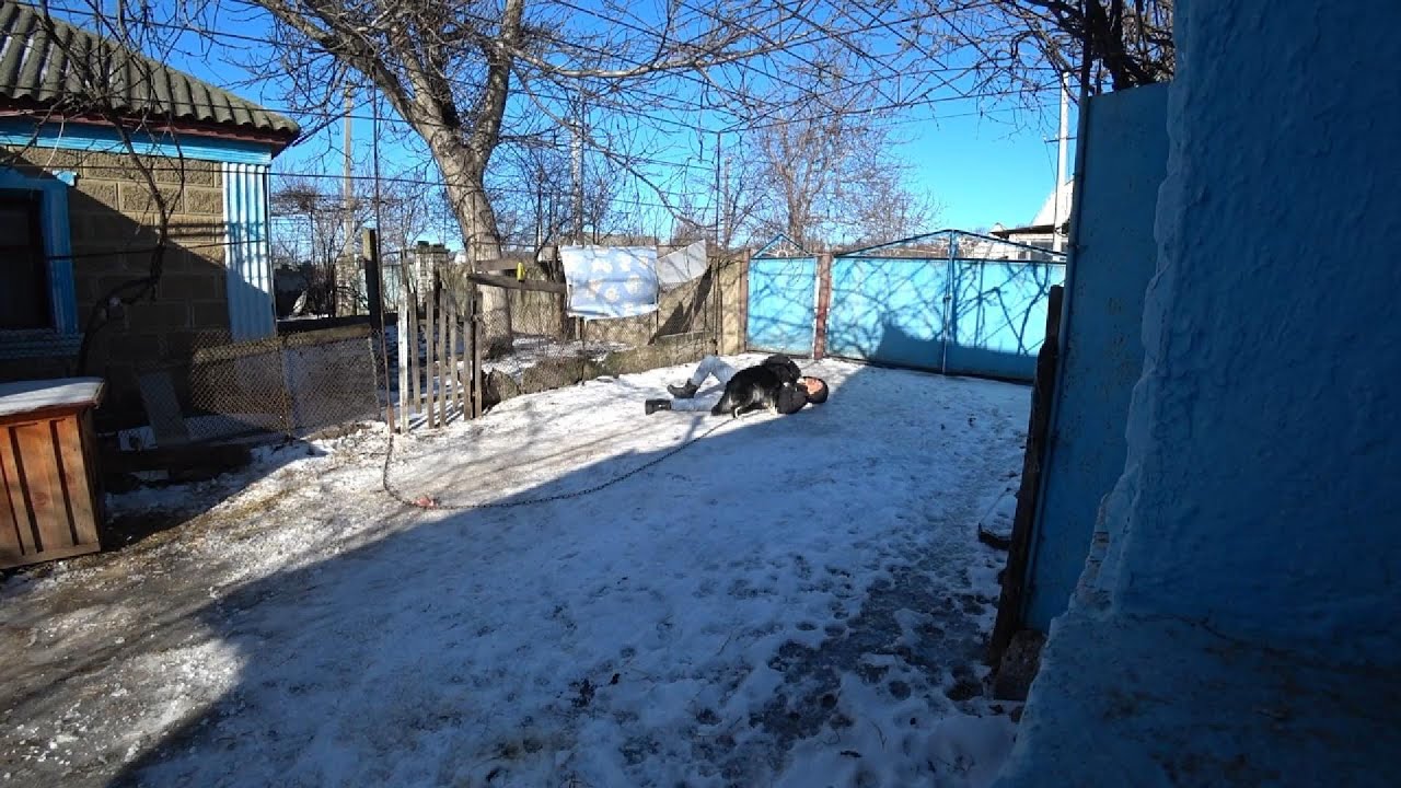 Жук сбил с ног!
