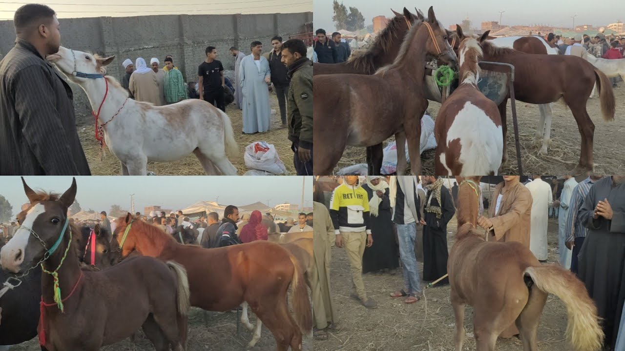 اسعار الخيل البلدي في سوق الزقازيق والايام اللي جايه صعبه جدا