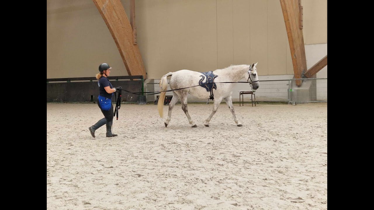 Travail à pied - Reprise de dressage en longues rênes Club 2 - championnat de France 2023