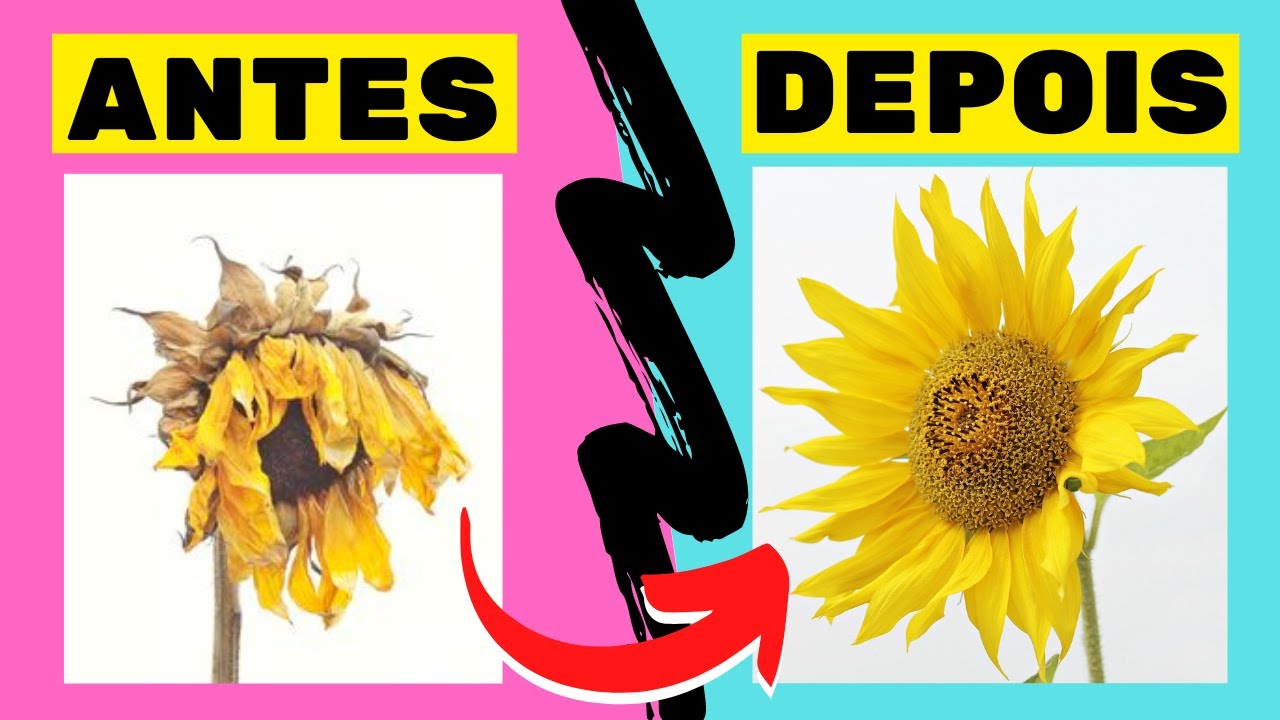 6 DICAS SIMPLES para deixar seu GIRASSOL MARAVILHOSO