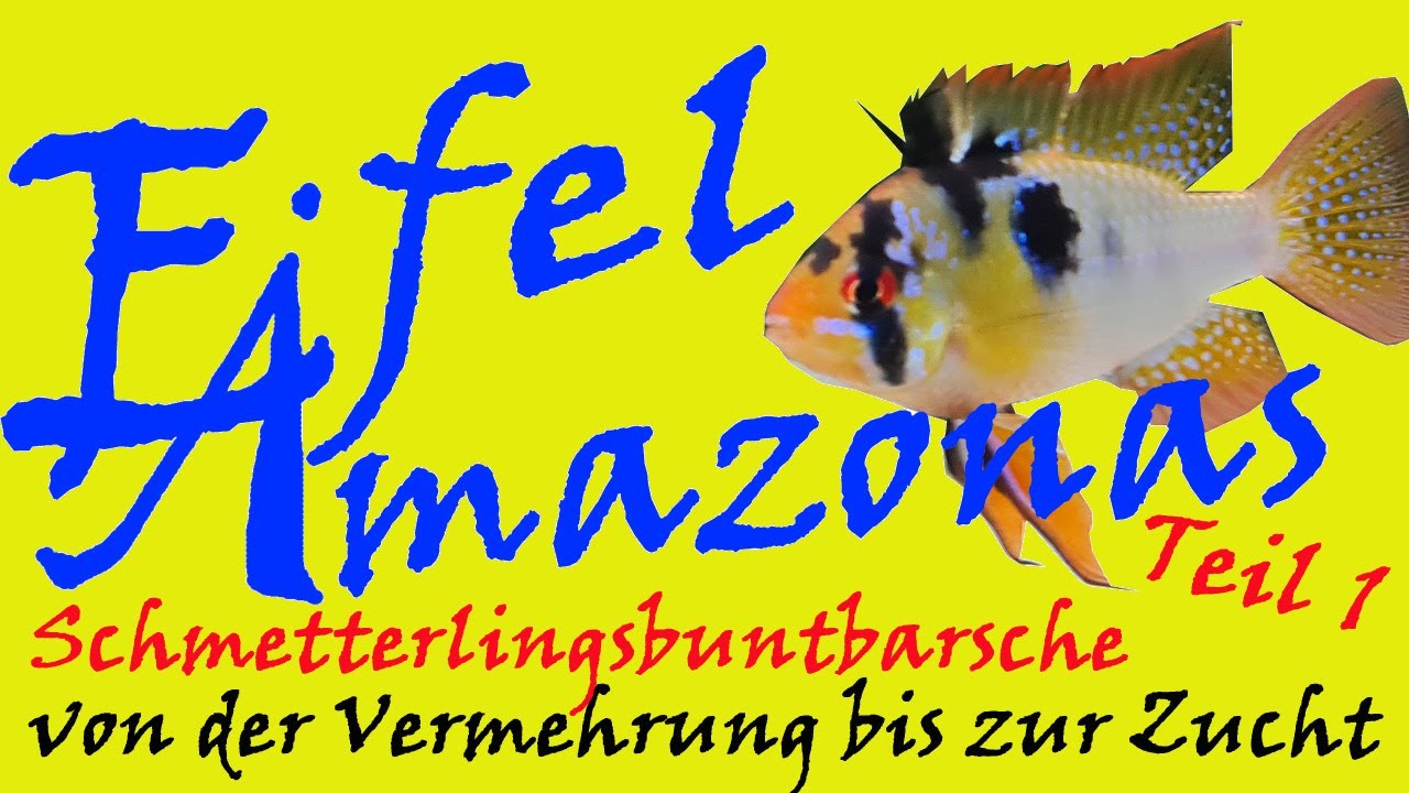 Schmetterlingsbuntbarsche im Eifel Amazonas - Zucht Microgeophagus ramirezi Teil 1
