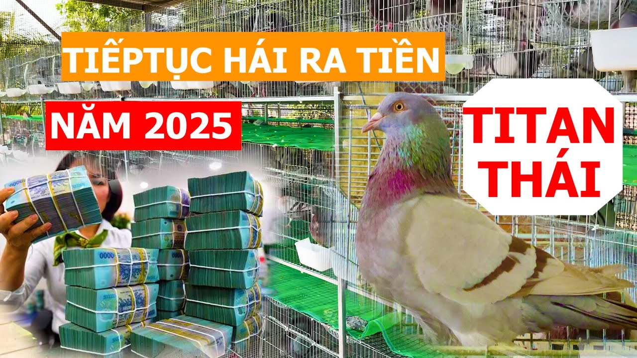 Mô hình nuôi Bồ câu Titan Thái tiếp tục hái ra tiền trong năm 2025? | Nông dân làm giàu