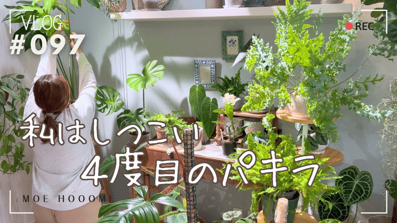 【私はしつこい】４度目のパキラ（Vlog/097）