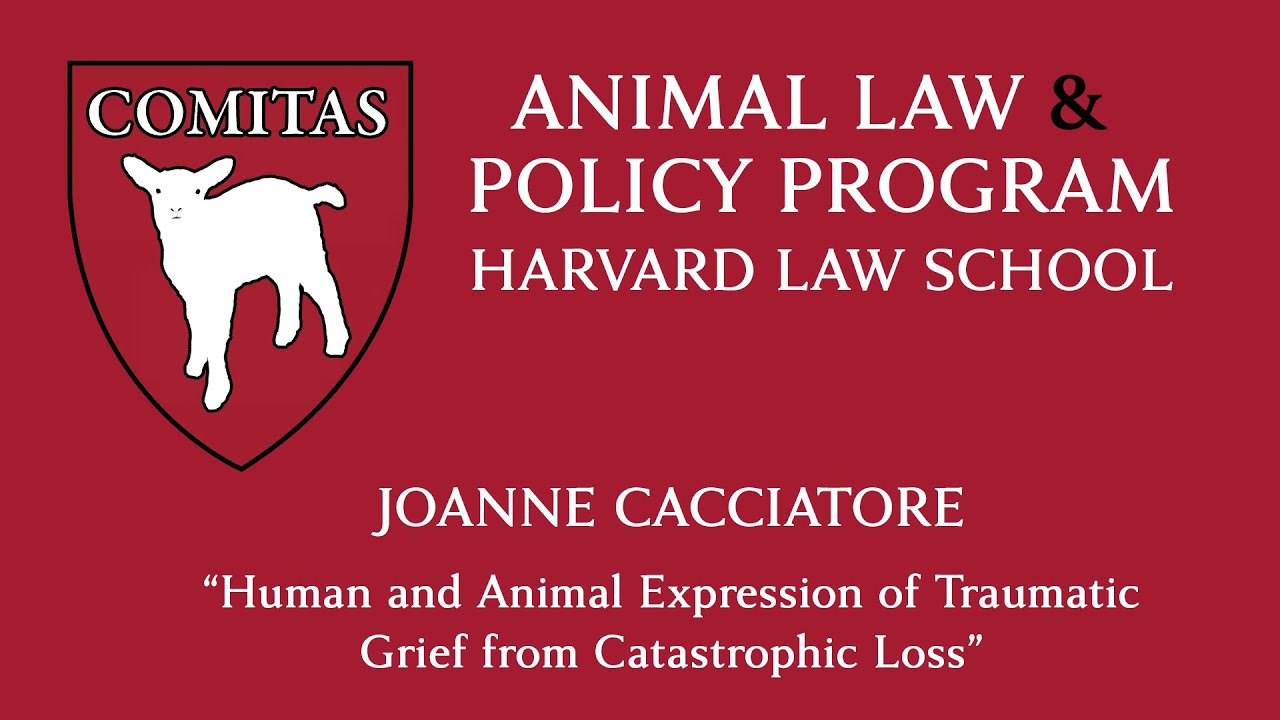 Human and Animal Expression of Traumatic Grief from Catastrophic Loss