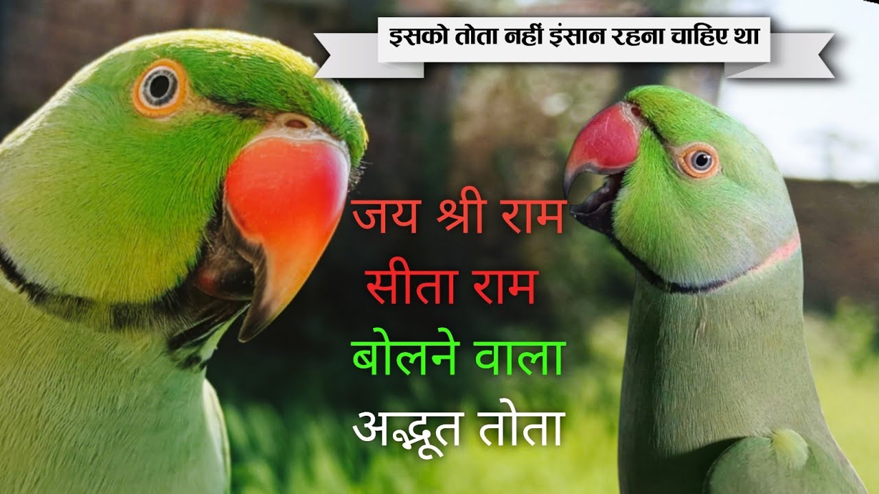 Parrot talking sita-ram🚩parrot talking jay shree ram🚩सीता-राम 🚩जय श्री राम🚩bolane wala Mitthu🦜popat