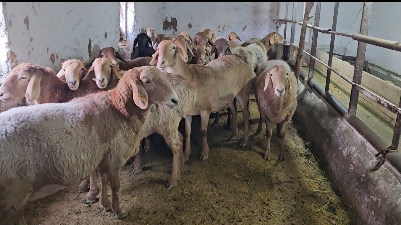 Ош шаарында арашоновоттордун үйүндө зыярат бул чыгарылыш өтө пайдалуу 😍