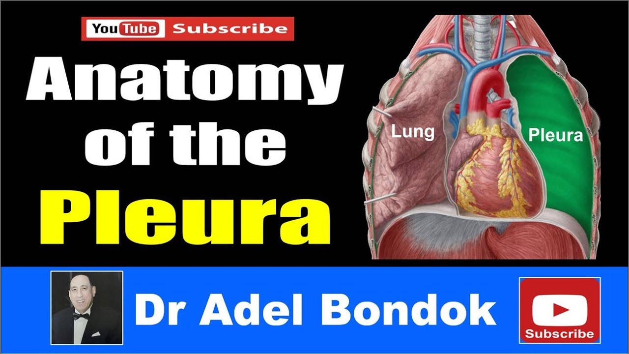 Anatomy of the Pleura, Dr Adel Bondok