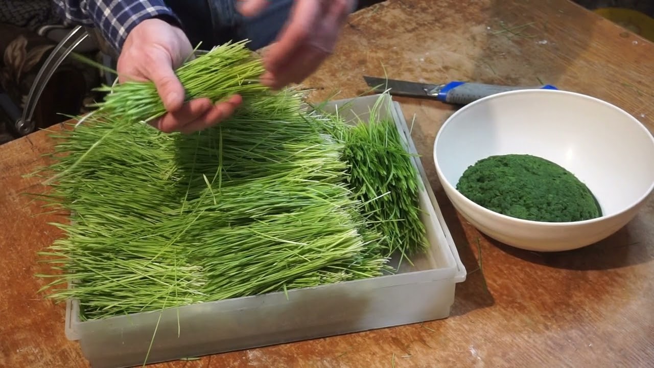 Перепелки это хорошо. А витграсс и бройлеры хуже?!