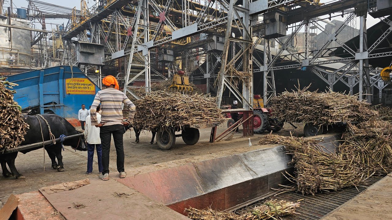 Today, check out Mawana Sugar Mill: Meet the sugarcane farmers here and see what the mill looks l...