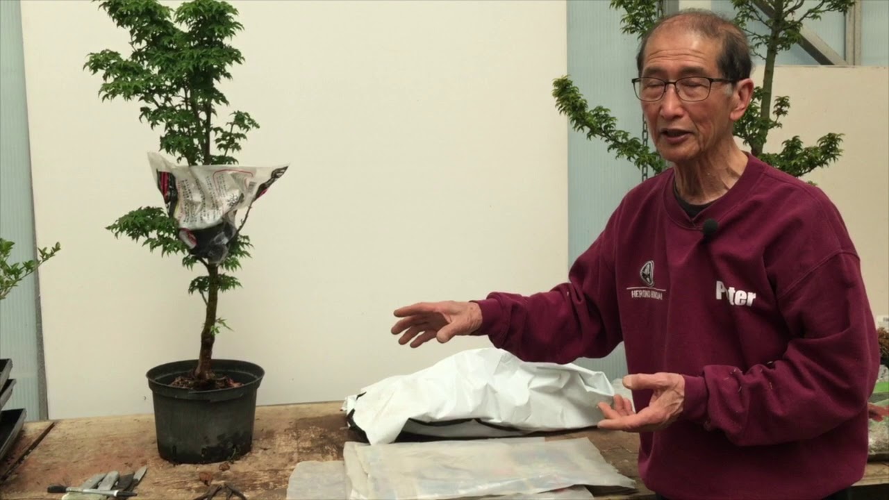 Bonsai Short Cut - Air Layering