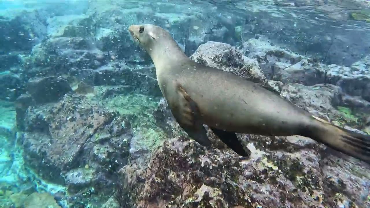 Swimming with Whale Sharks and Sea Lions, La Paz, Mexico