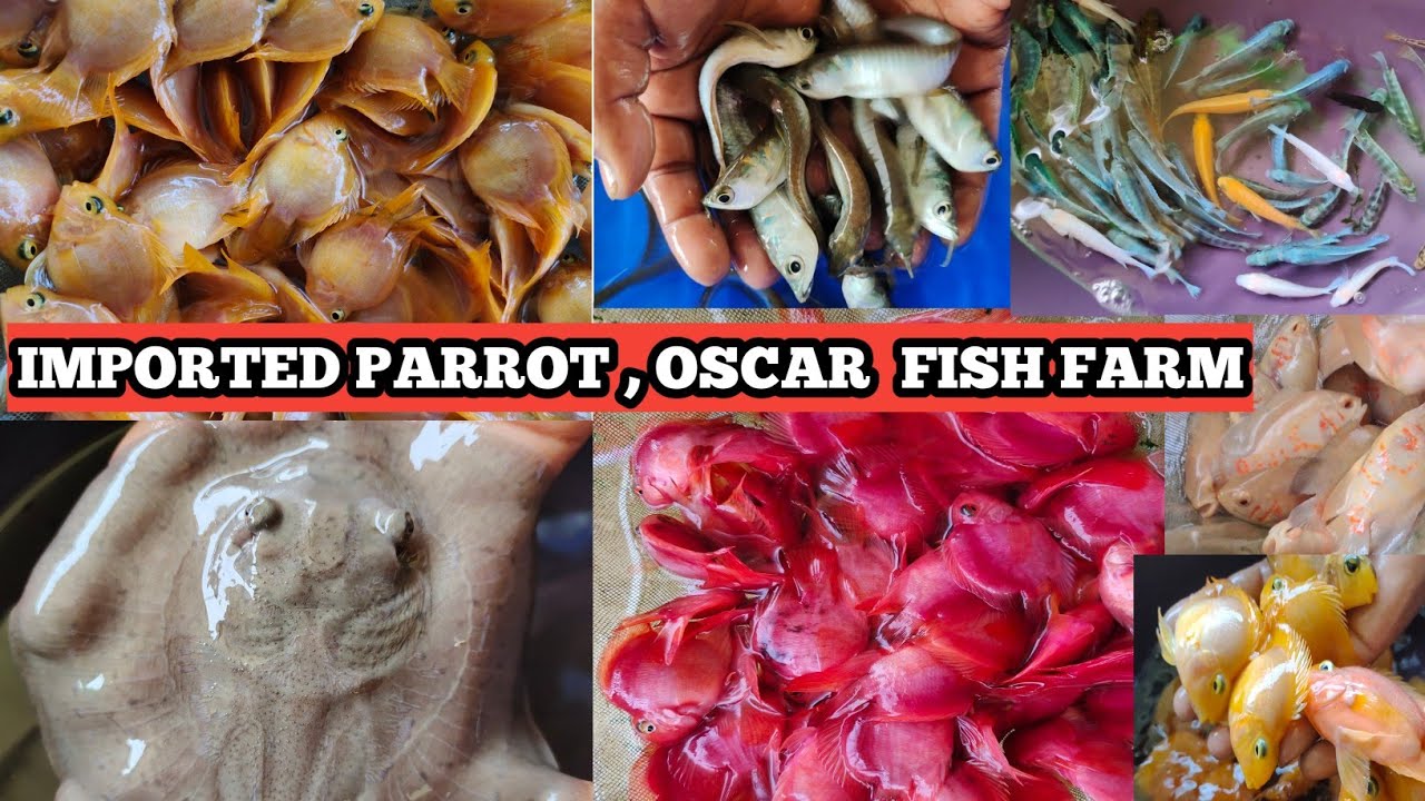 PARROT FISH FARM | AQUARIUM FISH FARM | OVER 10 TYPES OF IMPORTED AQUARIUM FISHES PRICE | FISH 🐟