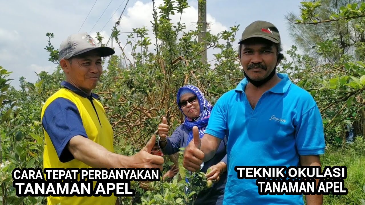 CARA TEPAT  PERBANYAKAN TANAMAN APEL DAN TEKNIK OKULASI TANAMAN APEL DI KABUPATEN MALANG
