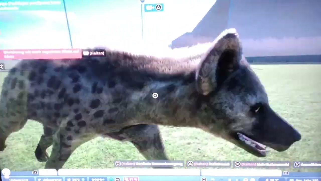 Nur raubtiere xxxl Zoo video