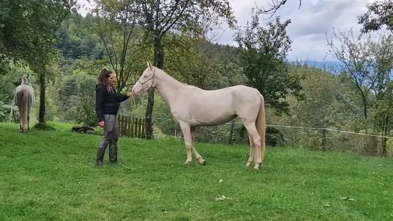 Cheval à vendre | Akhal Teke | Jument de 4 ans Lagyl | Cremello