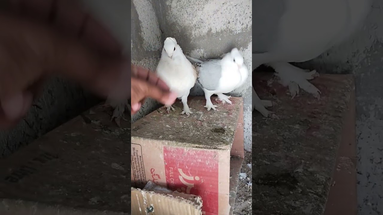 satinet pigeon 😍#MashAllah #beauty #video #birds #4k