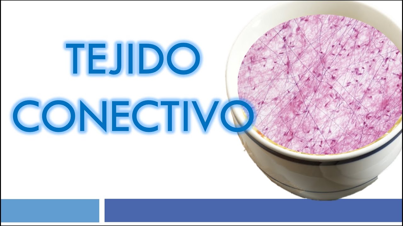 TEJIDO CONJUNTIVO: Generalidades, TC Laxo y TC Denso