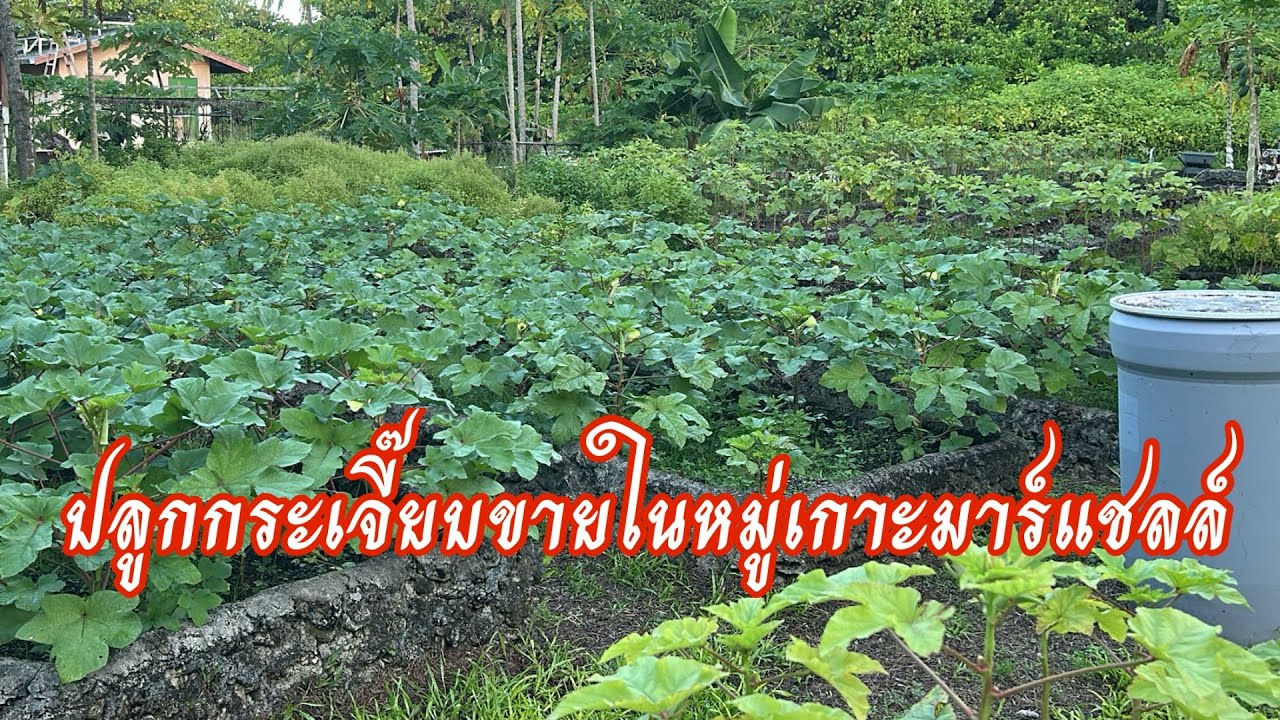 ปลูกกระเจี๊ยบขายในหมู่เกาะมาร์แชลล์ #คนไทยในต่างแดน #garden #gardening #กระเจี๊ยบ 