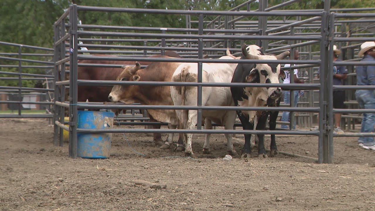 ‘Leave No Veteran Behind’ holds rodeo on Chicago's South Side to support veterans