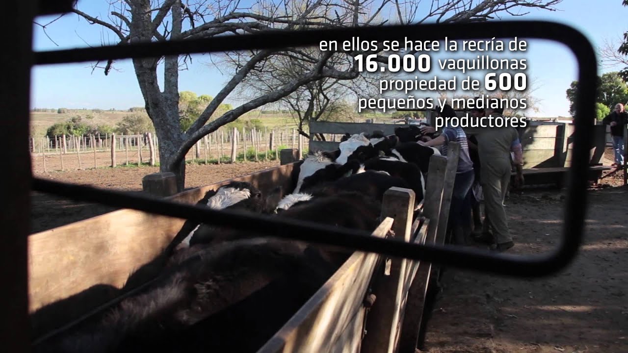 Uruguay Agrointeligente - Documental sobre Lechería