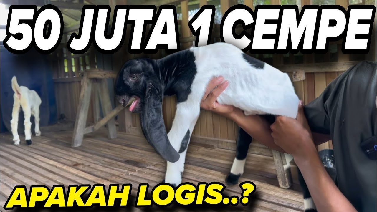 ANAK MAHESWARA‼️ RAWATAN ADALAH KOENTJI - KKTV