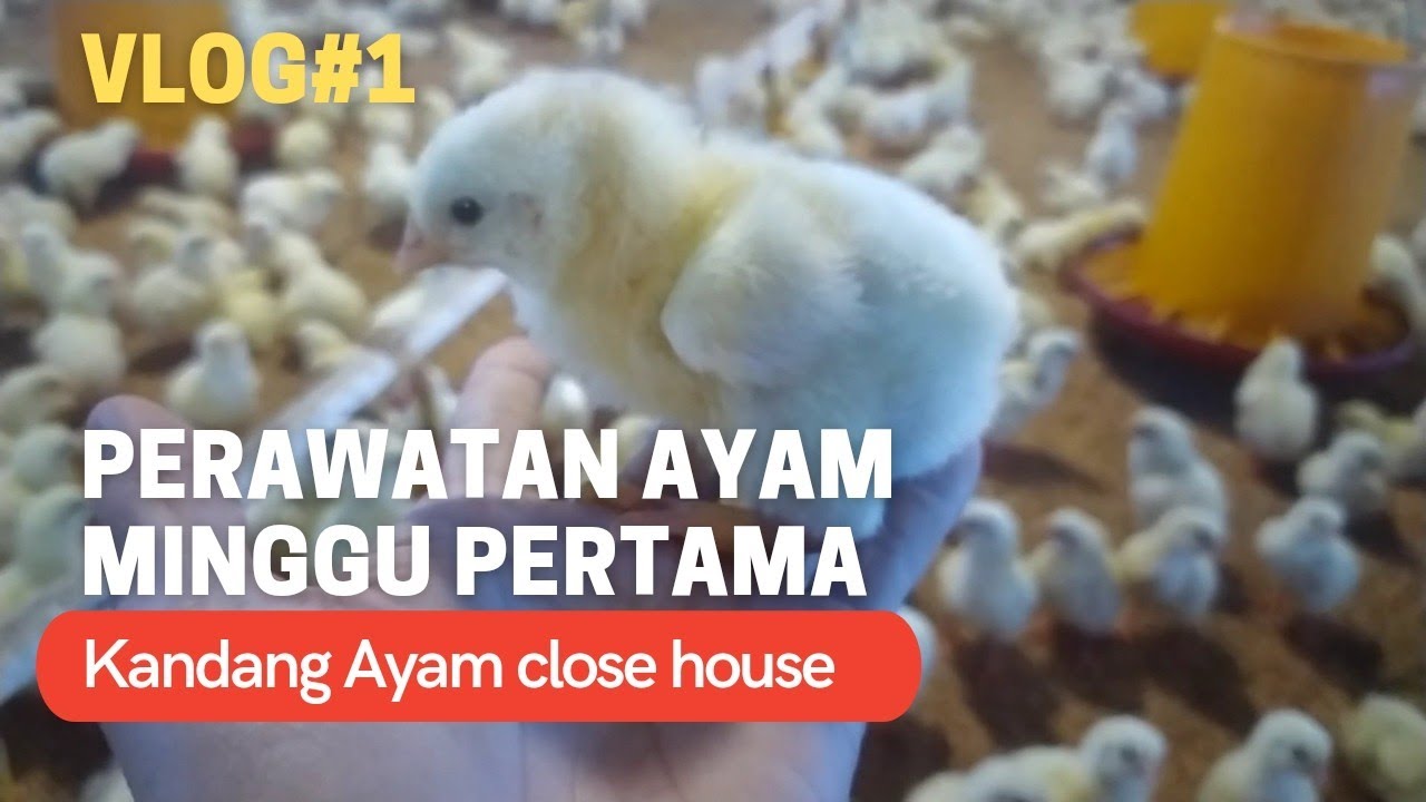 Vlog perawatan ayam broiler umur 1 hari 9000 ekor