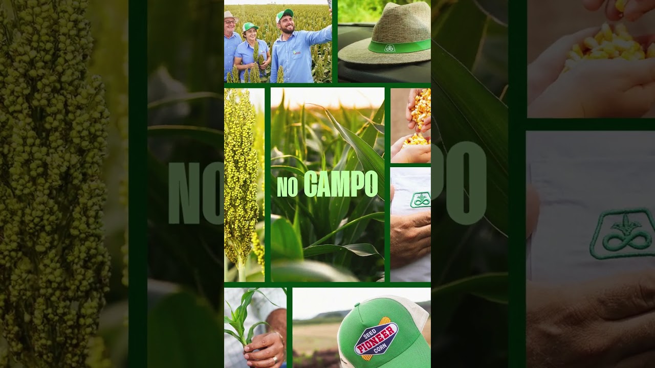 &Eacute; mais que tradi&ccedil;&atilde;o no campo, &eacute; Pioneer&reg;