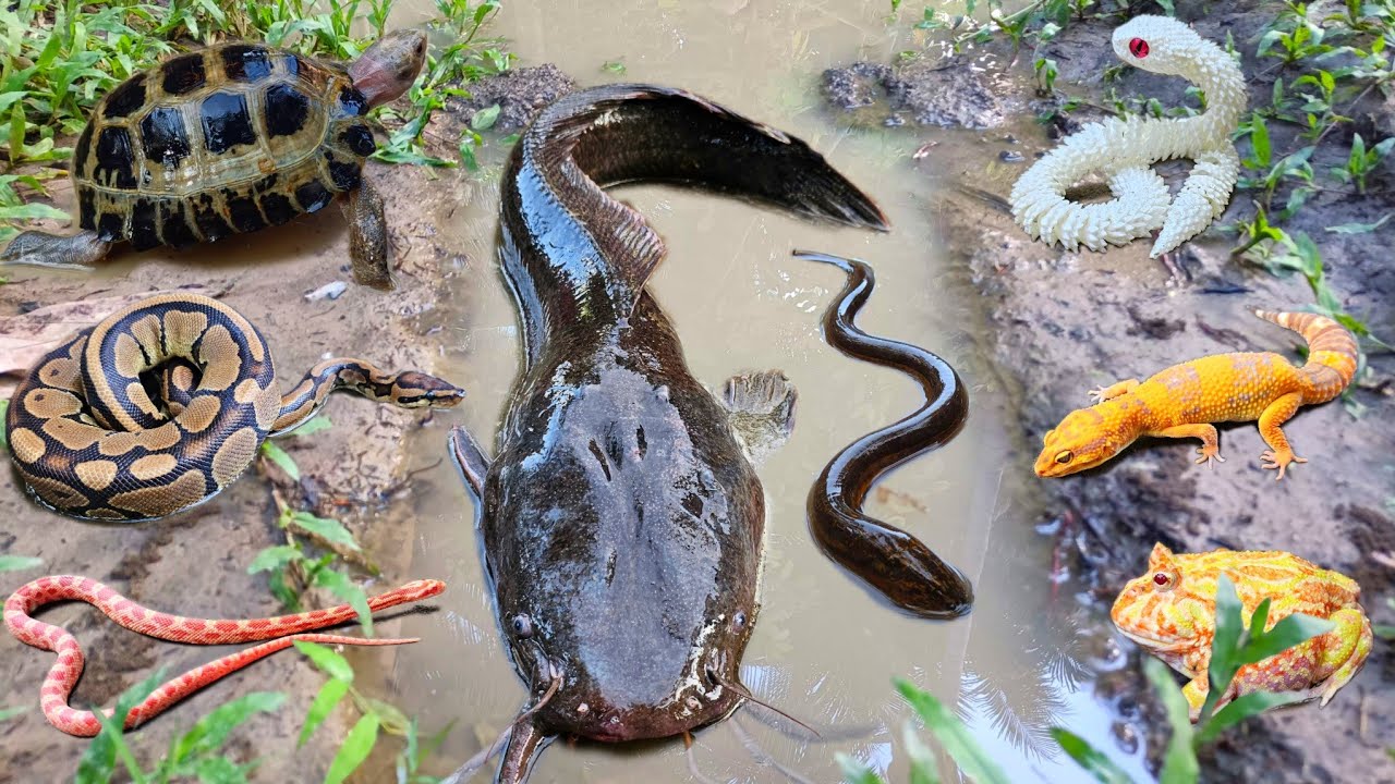 Amazing! Menangkap ikan lele jumbo dalam lubang ada banyak hewan seram seperti ular,buaya & belut
