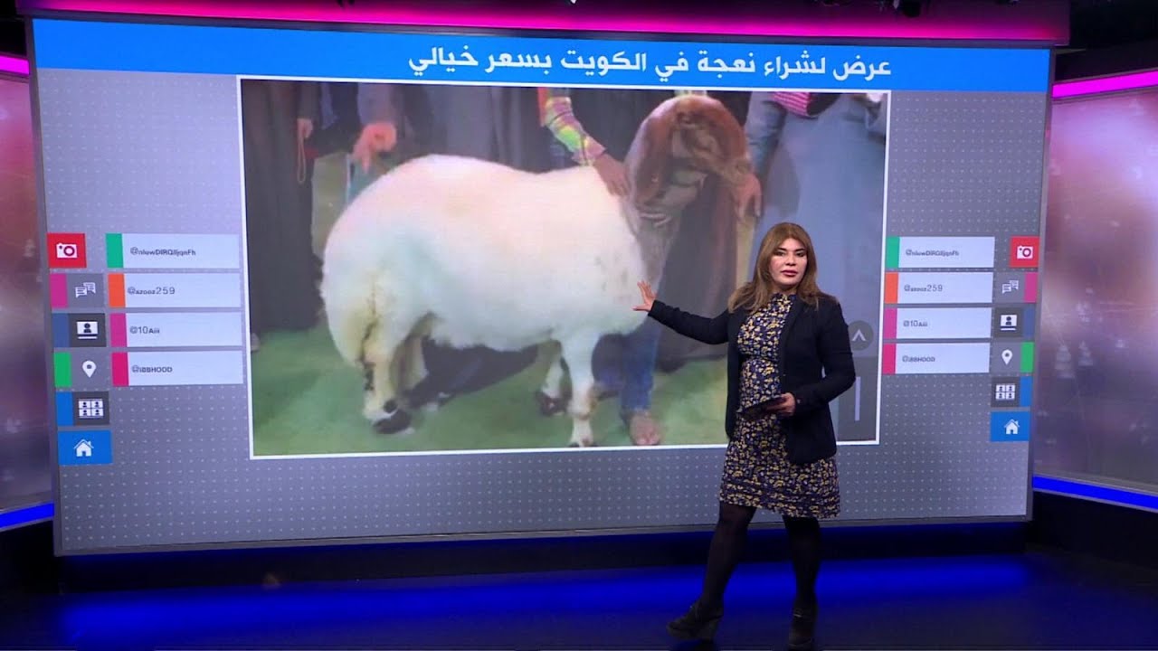 كويتي يعرض سعرا خياليا لشراء نعجة، فهل قبل صاحبها بالعرض؟