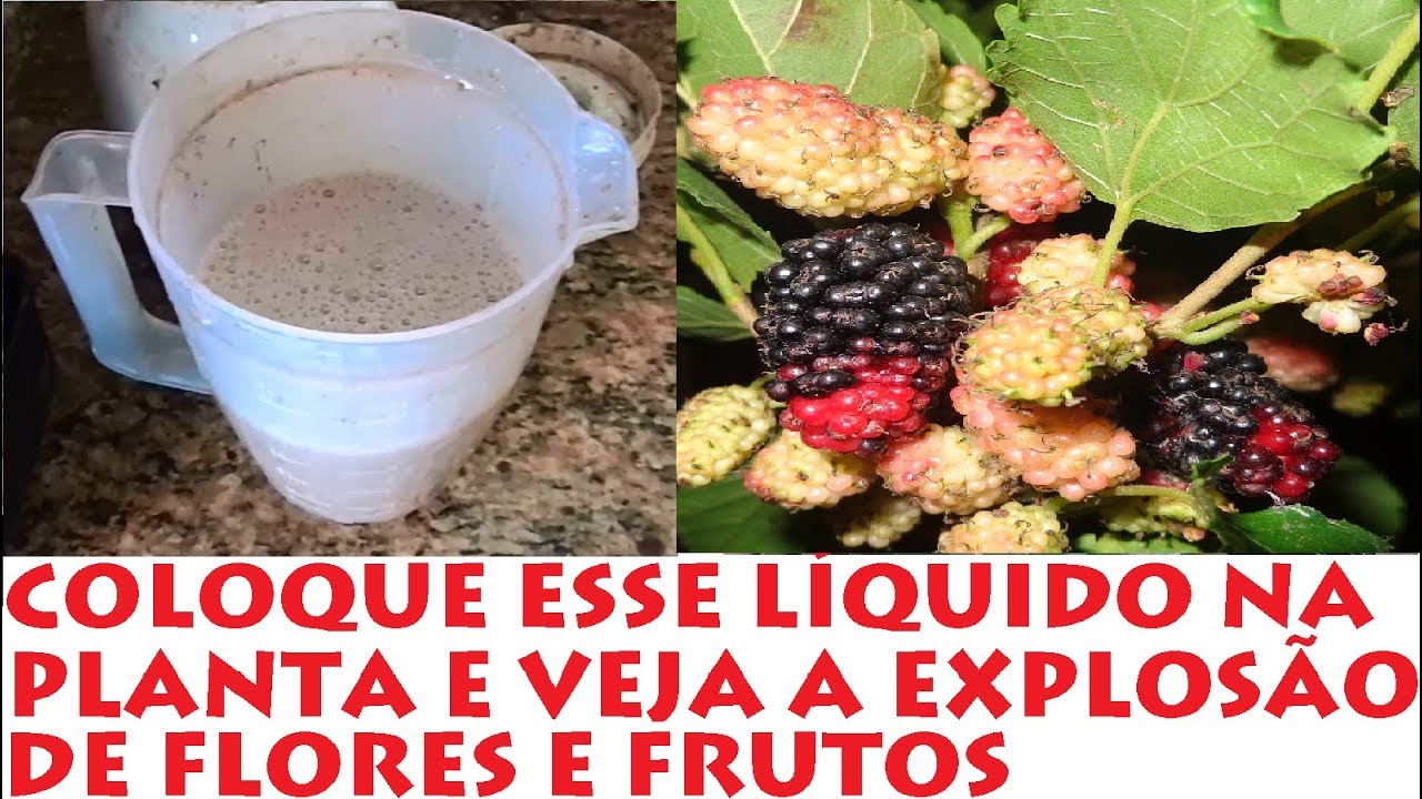 Fantástico, explosão de frutas e flores com esse Novo adubo Natural !