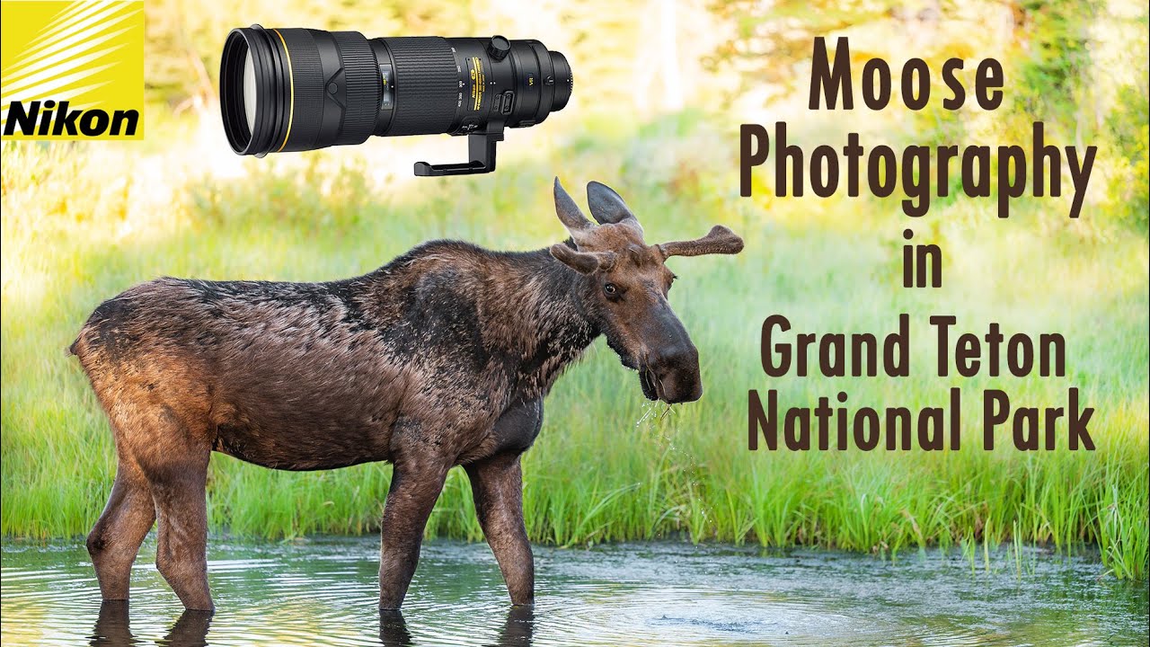 WILDLIFE and ICONIC Grand Teton NP PHOTO Locations - Nikon Z6II + 200-400mm f4 VRII