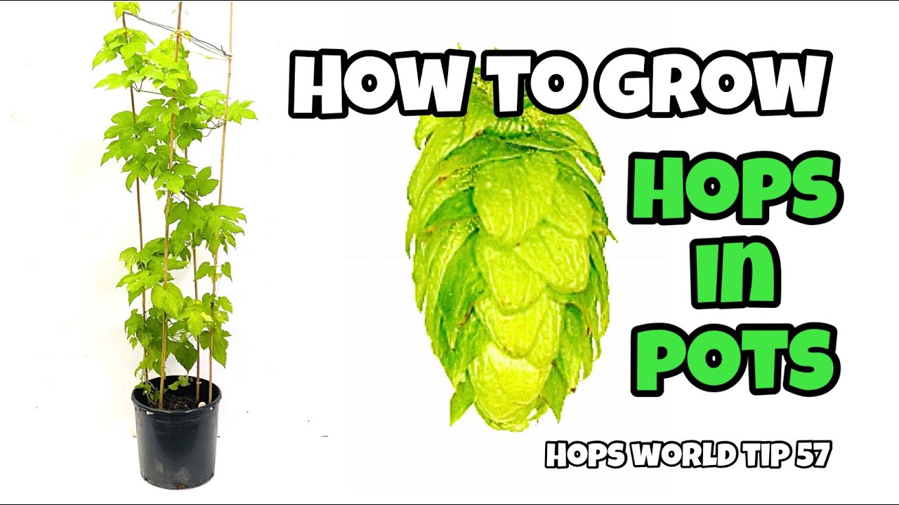 HOW TO GROW (PLANT) HOPS IN POTS ! HOPS WORLD TIP 57