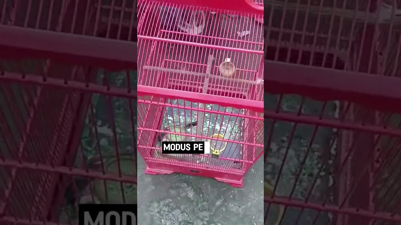 KEJAHATAN JOKI BURUNG 😡🤬 Begini Modusnya  #muraibatu #lombalovebird #kicaumania #cucakhijaujuara