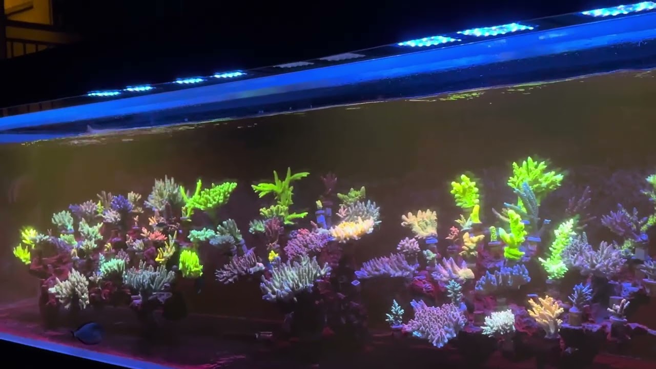 Keloray 5 AL200 aquarium lights#aquariums #aquariumlife #aquariumhobby #aquariumtank #aquariumreef