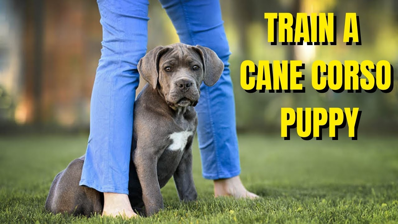 Best Way How To Train Your Cane Corso Puppy At Home.