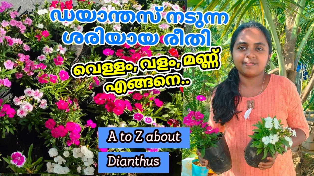 Dianthus Plant Full Details 😍 ഡയാന്തസിനെ കുറിച്ച് അറിയേണ്ടതെല്ലാം | Wayanadan Touch Garden Dianthus
