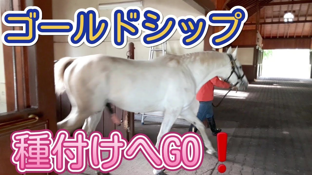 ゴールドシップ 種付け2021.6.21(Gold Ship)