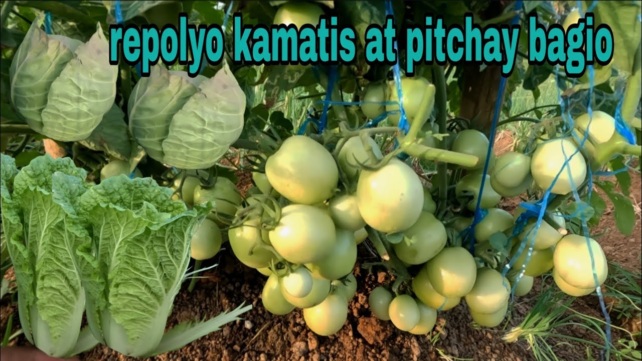 Repolyo kamatis pitchay bagio update