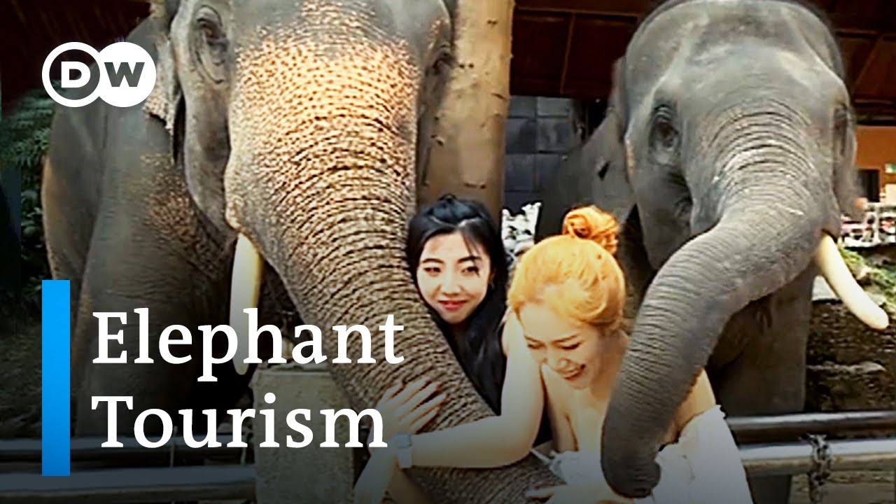 The dark side of Thailand's elephant tourism | DW Stories