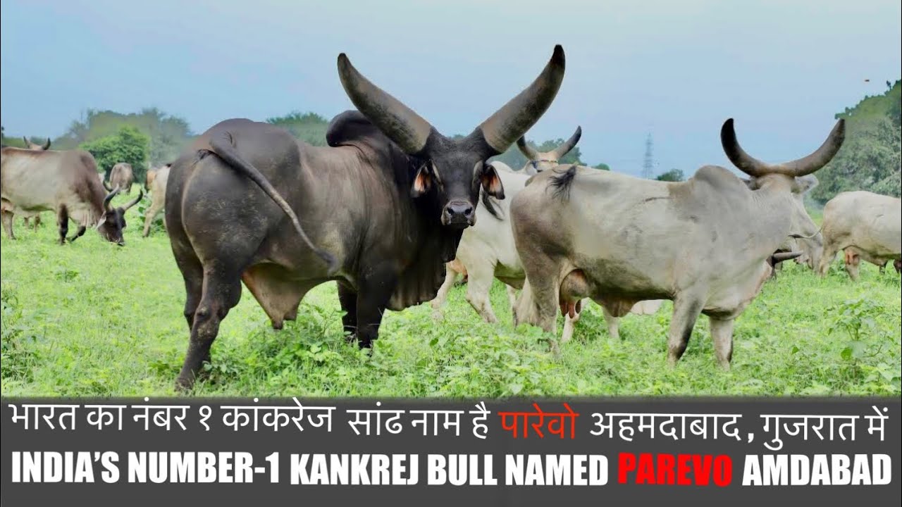 India's number-1 Kankrej bull Parevo ॥ भारत का नंबर १ काकंरेज सांढ पारेवो ॥ ભારતનો નંબર ૧ કાંકરેજ