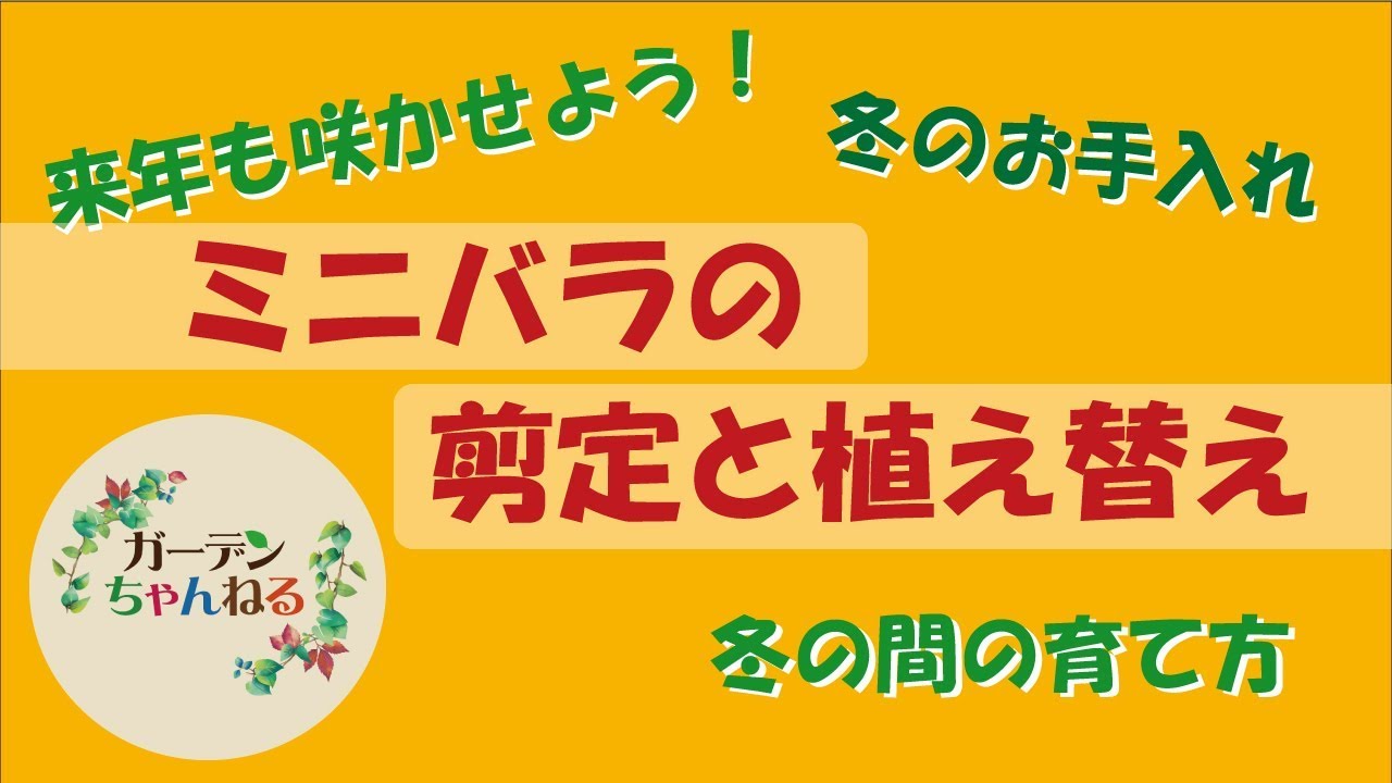 もう一度咲かせよう！ミニバラの剪定、植え替え、冬前のお手入れ解説