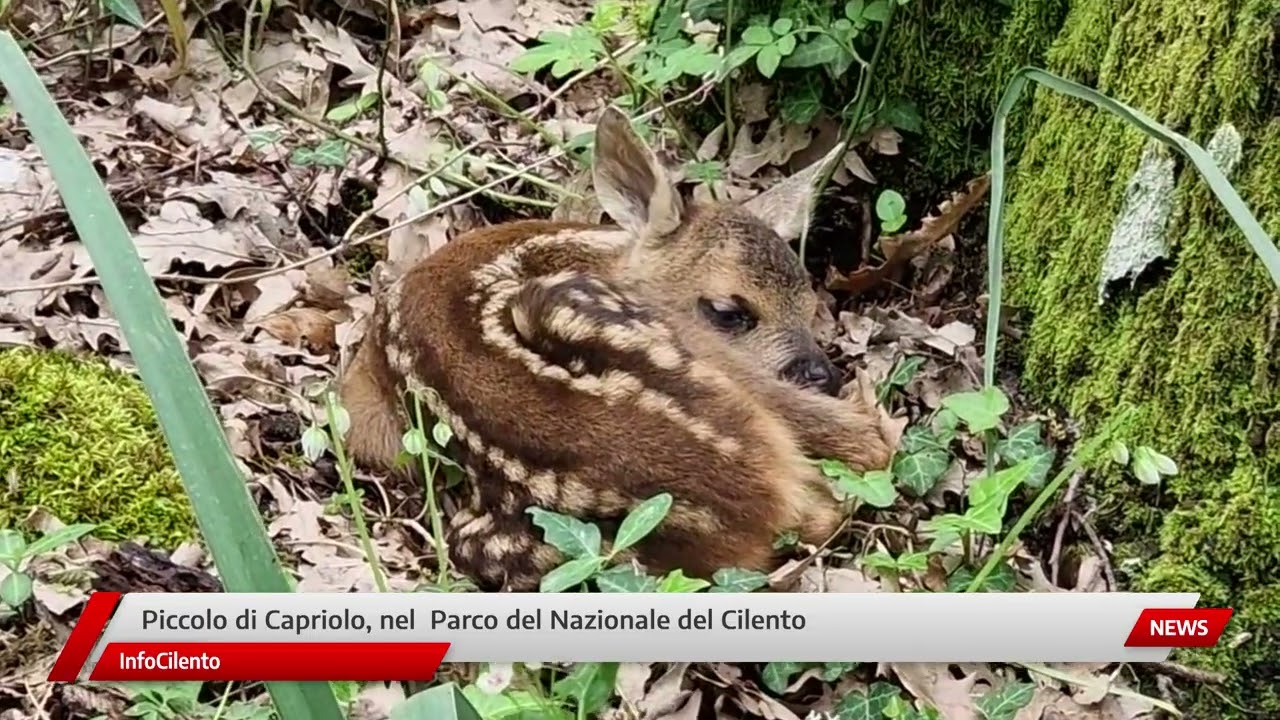 Piccolo di capriolo, nel Parco del Nazionale del Cilento