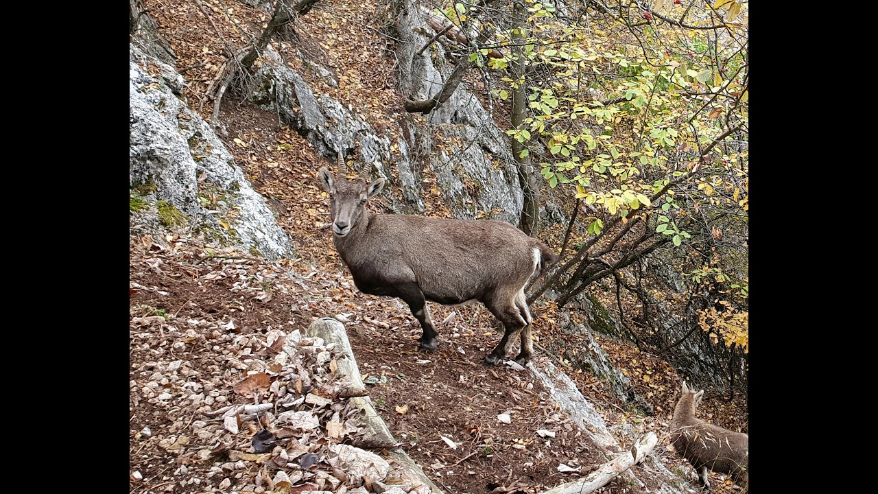 Völlerin Herbstwanderung | Hohe Wand Niederösterreich im Nebel