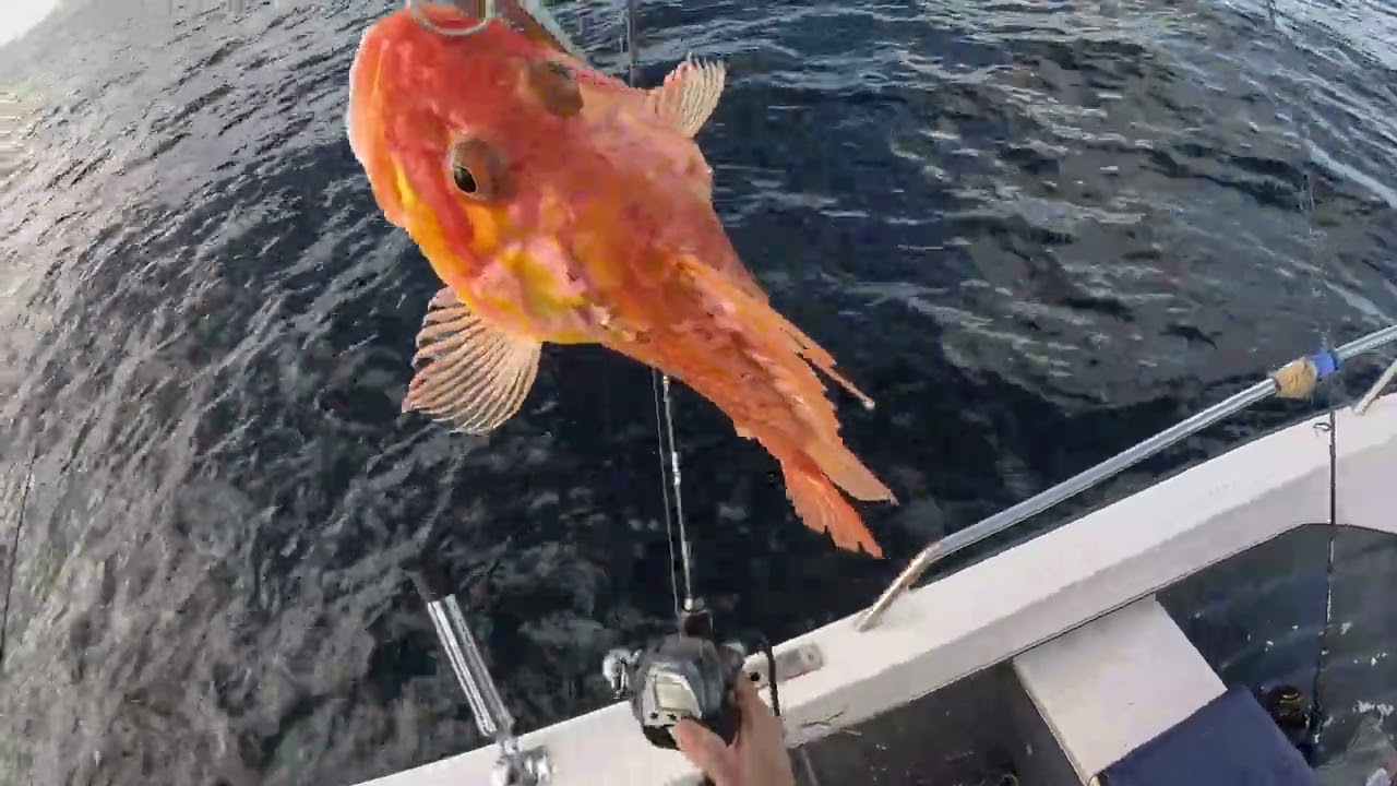 Fishing Snappers/Pargo, Squids/Lulas and others/e outros