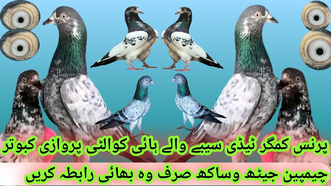 Champion Pigeon Pakistani Prince magar Taddy Sialkoti 03071539639 #champion #pigeon #kabootar 